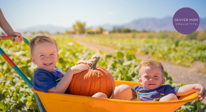 little boys sitting in wheelbarrow at pumpkin patch