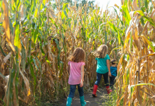 kids walking through corn maze