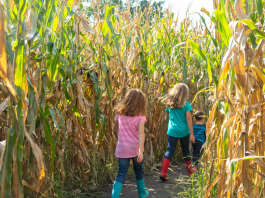 kids walking through corn maze